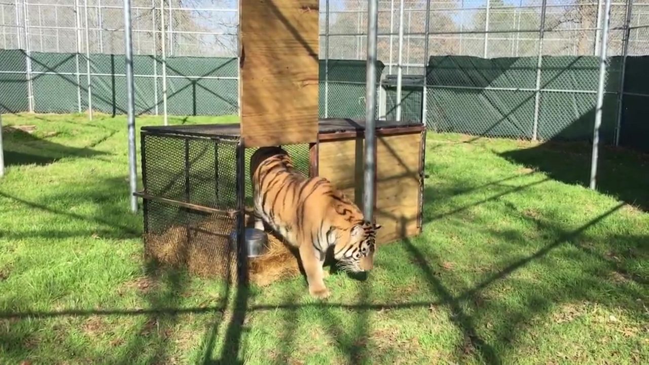VIDEO Tiger found in abandoned Houston home arrives at North...